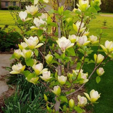 magnoliya sunsation (sansejshn) foto